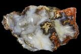 Polished Petrified Wood Section - Arizona #113369-1